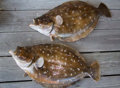 Moscow в ресторане Flounder Festival at Rybniy Bazar (Fish Market)